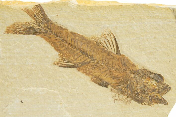 Uncommon Fossil Fish (Amphiplaga) - Wyoming #318577